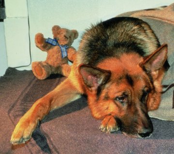 Il Commissario Rex va in pensione