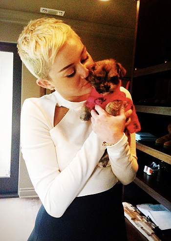 Miley Cyrus col suo nuovo cagnolino Miley Cyrus col suo nuovo cagnolino
