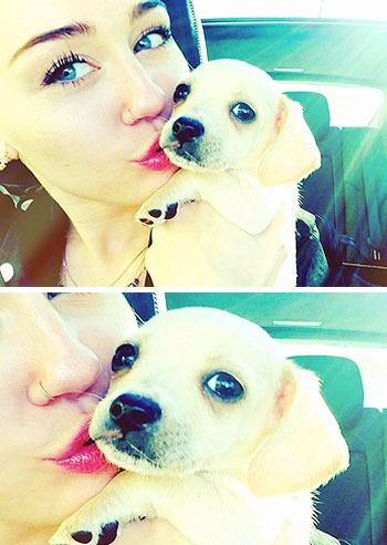 Miley Cyrus adotta un nuovo cagnolino