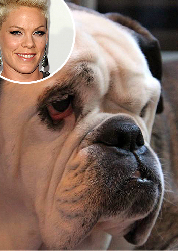 Pink dice addio a Foxy Mamma