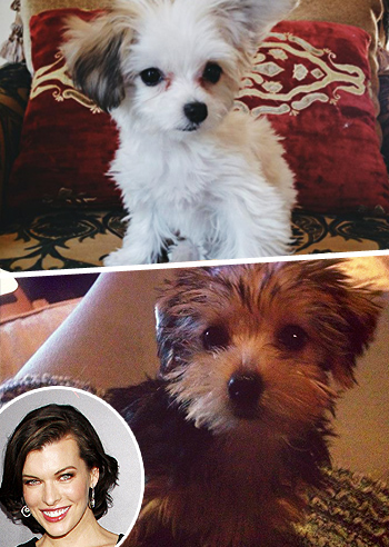 Milla Jovovich adotta due cagnolini