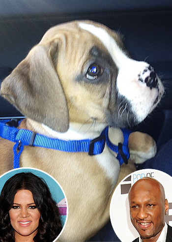 Lamar regala a Khloe un cucciolo