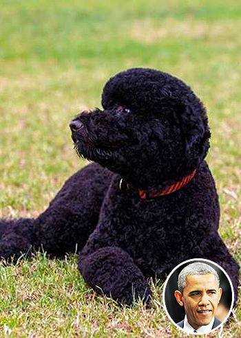 Nuovo arrivo in casa Obama