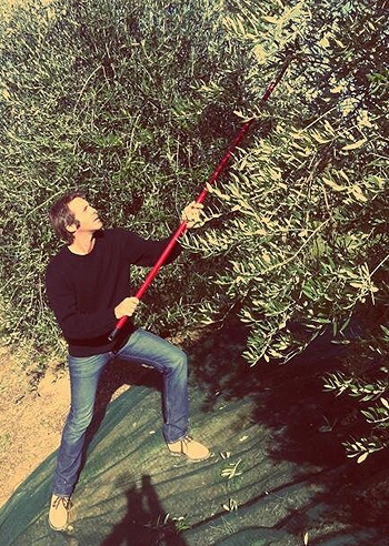 Emauele Filiberto raccoglie le olive