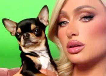 Il cane scomparso di Paris Hilton mangiato dai coyote? La triste conclusione