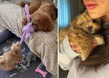 Arriva un nuovo cucciolo nel clan Rodriguez