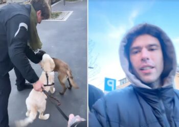 Fedez e Valerio Staffelli portano a spasso i cani insieme dopo la consegna del tapiro