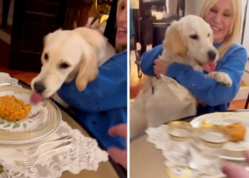 Fedez a pranzo a casa di Donatella Versace, il suo cane gli fa fare una ''figura di m…'': le immagini tra risate e imbarazzo