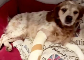 Paura per Alba Parietti: il suo cane Venghi è stato aggredito ed è stato portato d'urgenza in clinica