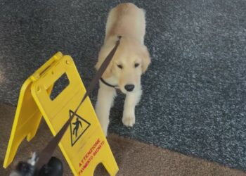 Fedez ha chiamato il suo nuovo cane in un modo molto particolare