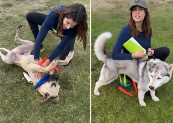 Elisabetta Canalis in prima linea per aiutare le adozioni dei cani di Los Angeles