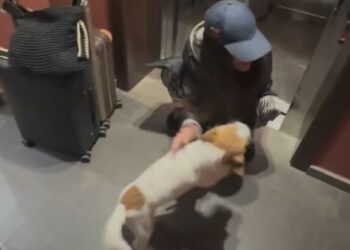 Cecilia Rodriguez e Ignazio Moser riabbracciano i cani dopo la luna di miele