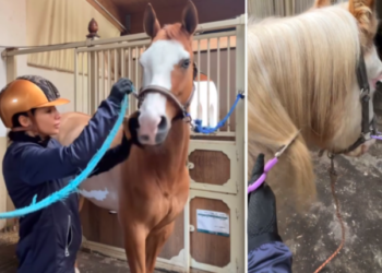 Elettra Lamborghini taglia la criniera al suo cavallo