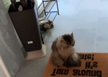 Aurora Ramazzotti perde la pazienza con la sua gatta Saba