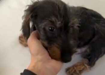 Katia Pedrotti pazza del nuovo cucciolo Anacleto