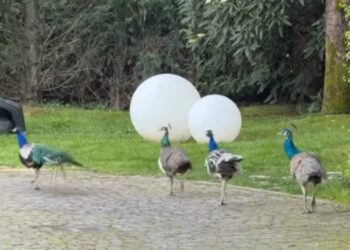 Elettra Lamborghini presenta i suoi pavoni: eccoli nel giardino